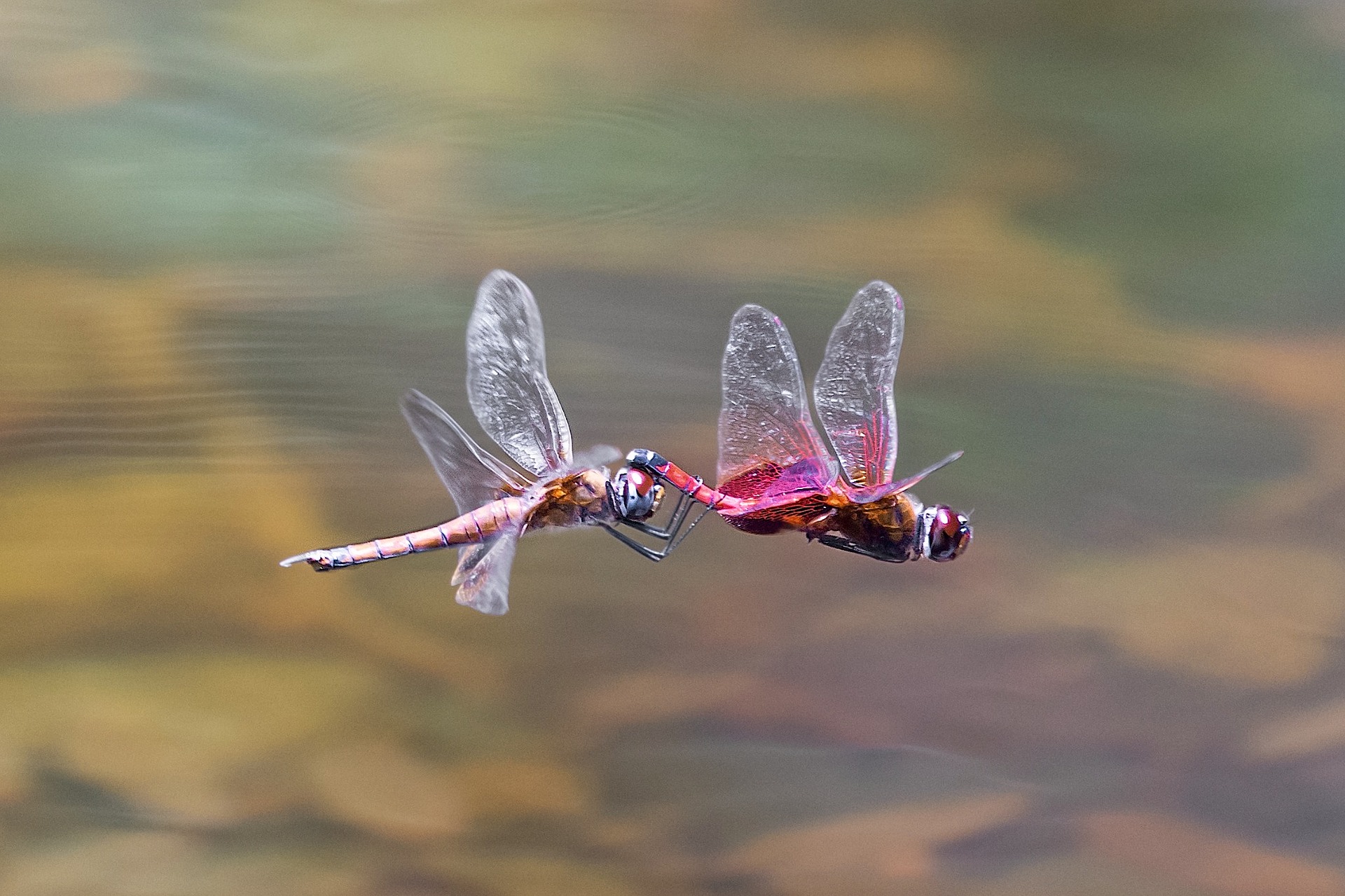 Zwei Libellen fliegen über einen See