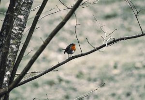 A European robin perches on a snow-dusted branch, quietly observing a wintry landscape – like a witness to the poet’s many journeys, from questions to light.