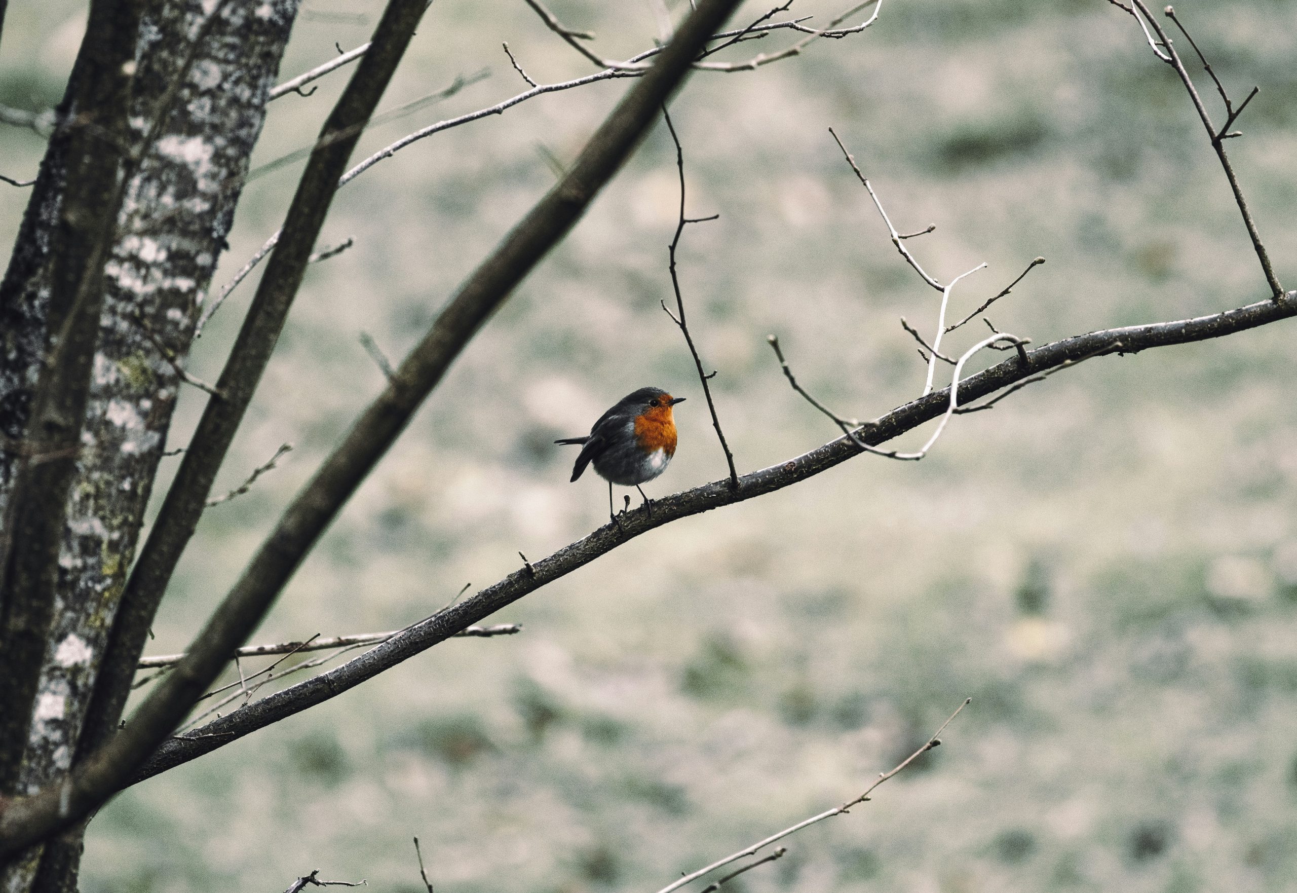 A European robin perches on a snow-dusted branch, quietly observing a wintry landscape – like a witness to the poet’s many journeys, from questions to light.