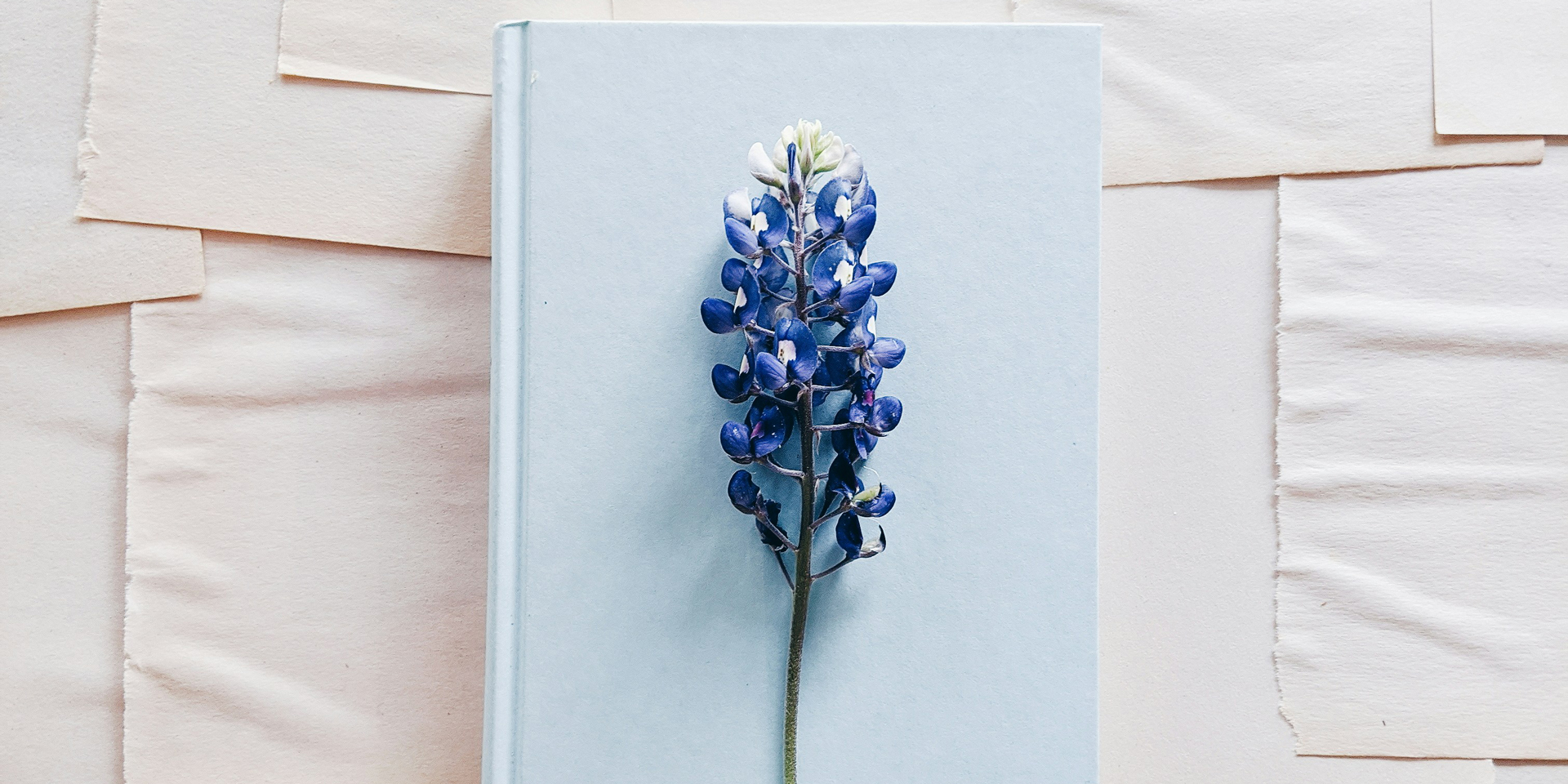 Violette Bluebonnet-Blume auf weißem Buchdeckel – Symbol für vergängliche Liebesbeziehungen