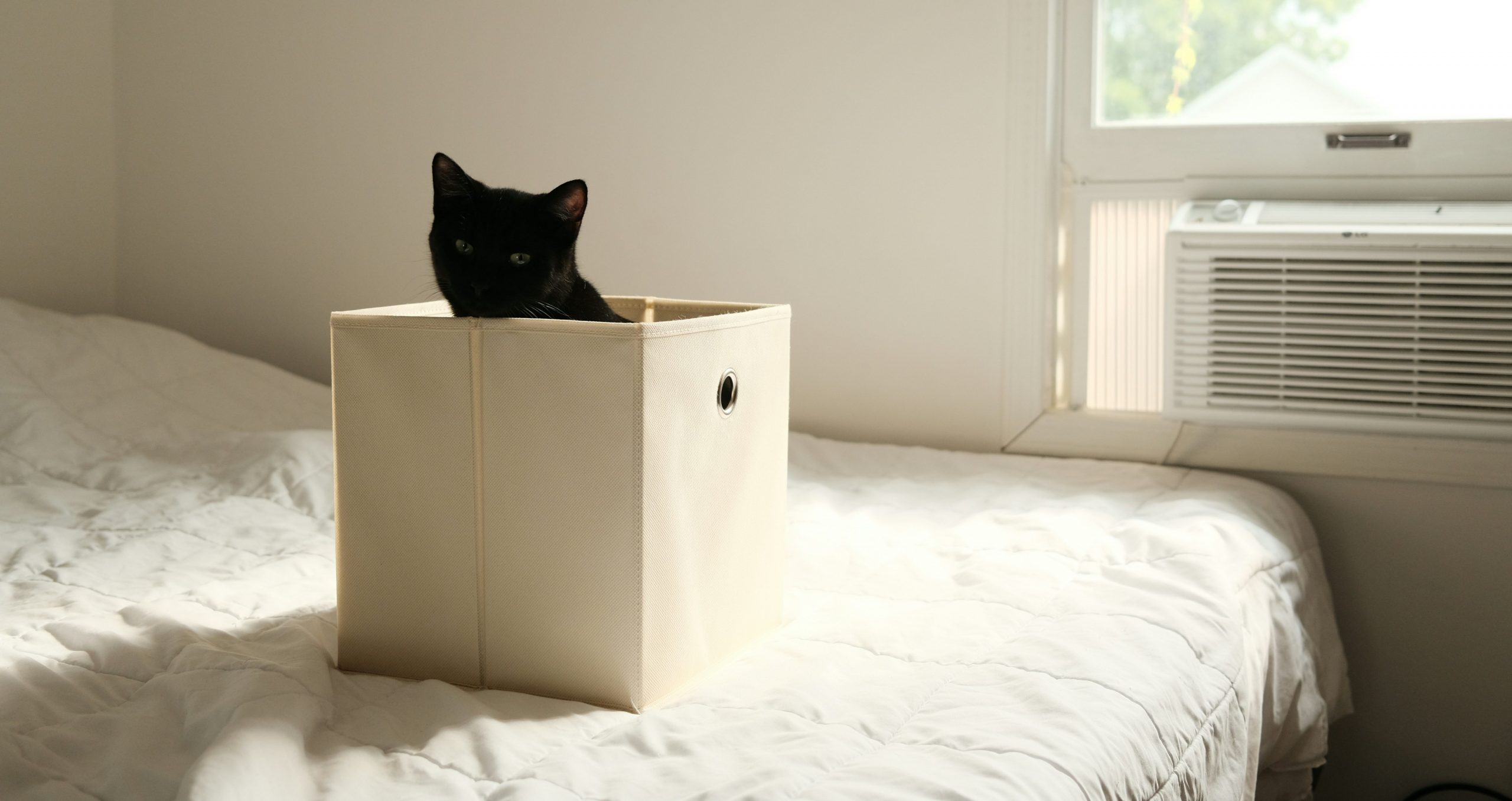 Schwarze Katze sitzt in einer weißen Kiste – ein leiser Verweis auf Schrödingers Katze, zwischen Nähe und Ungewissheit