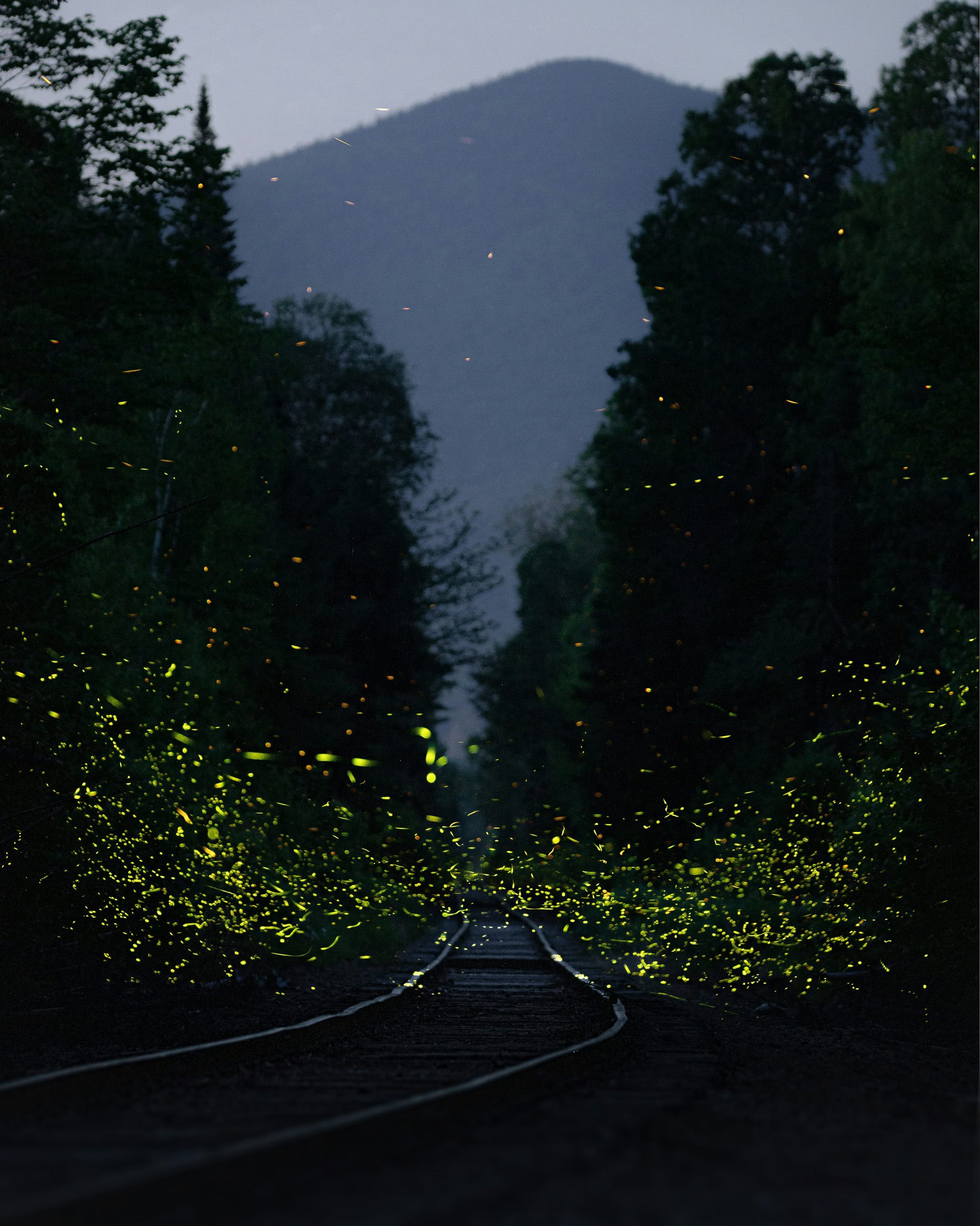 Fireflies in a dusky forest between dark trees