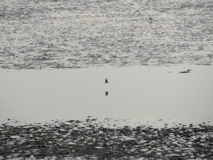 Vogel fliegt über Gewässer